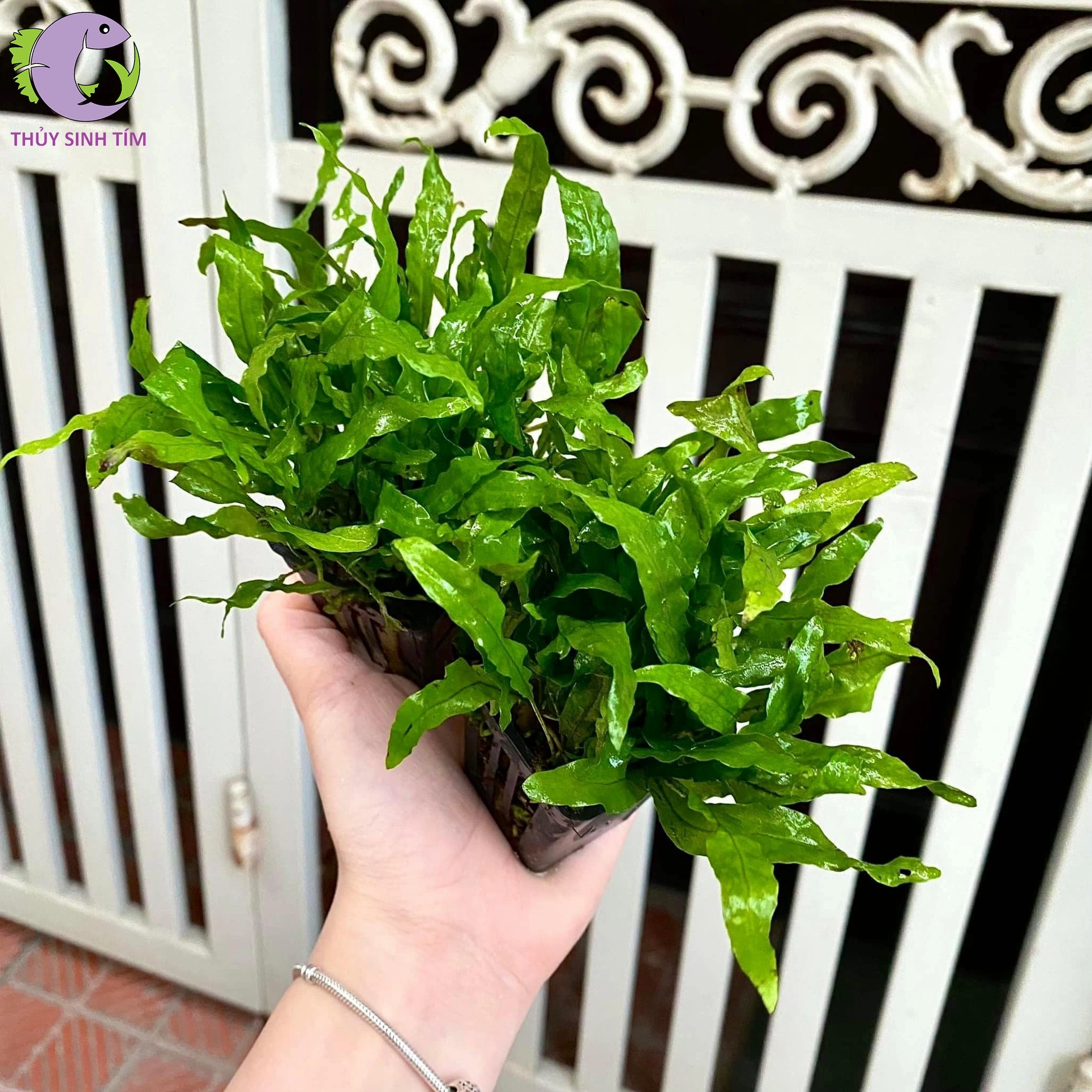 Cây Dương Xỉ Mỹ Nhân TM xanh rậm với dáng lá xòe đều