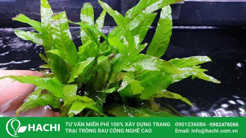 Cây dương xỉ thủy sinh Java có lá xanh dài trong bố cục hồ nước