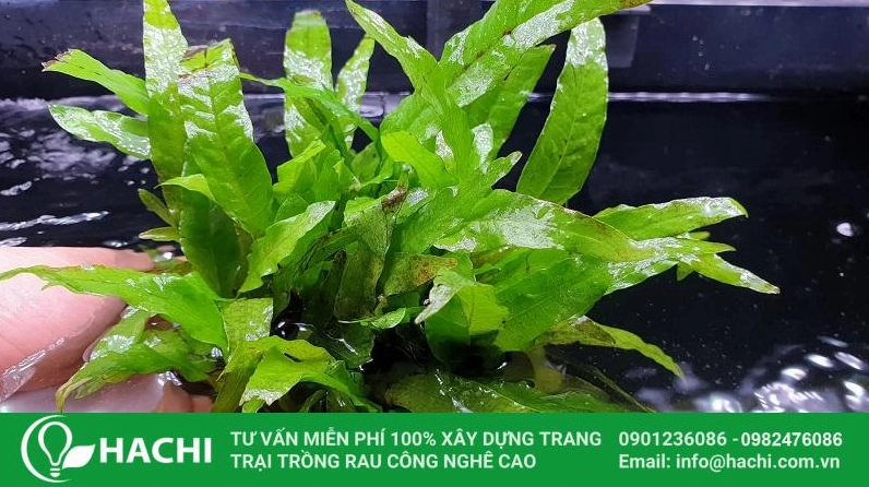 Cây dương xỉ thủy sinh Java với tán lá duyên dáng mang vẻ đẹp gần gũi của họ dương xỉ