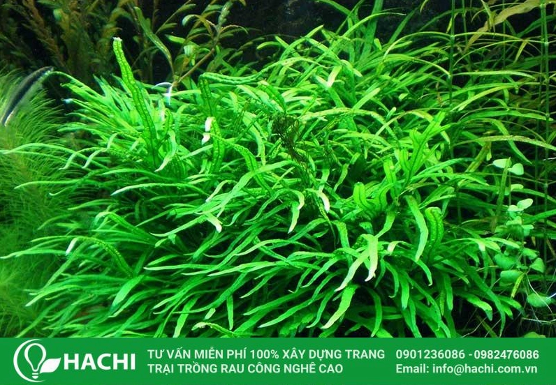 Cây dương xỉ thủy sinh lá kim xanh mướt hiện diện nổi bật trong bố cục nước trong trẻo