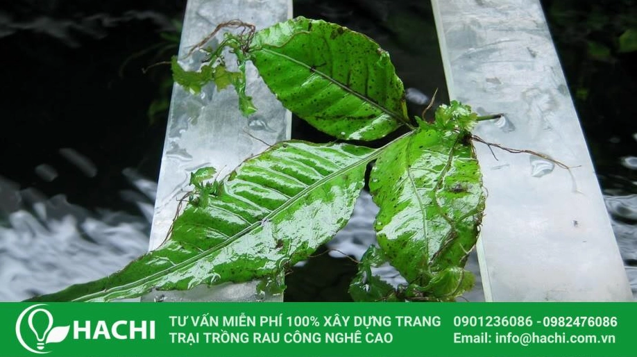 Cây dương xỉ thủy sinh lá ổi có bản lá xanh dày và nổi bật