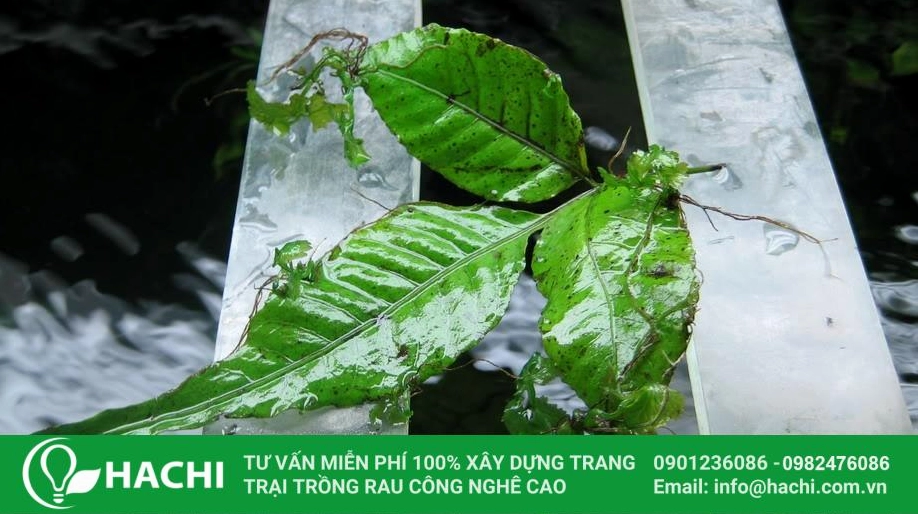 Cây dương xỉ thủy sinh lá ổi với phiến lá rộng hơn tạo cảm giác đầy đặn và xanh mát