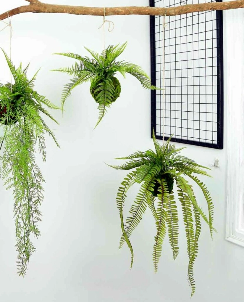 Cây dương xỉ treo chậu buông lá xanh mềm xuống không gian