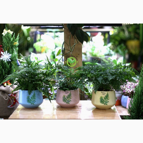 Cây Dương Xỉ trong chậu nhỏ với lá xanh tỏa mềm như lớp ren thiên nhiên