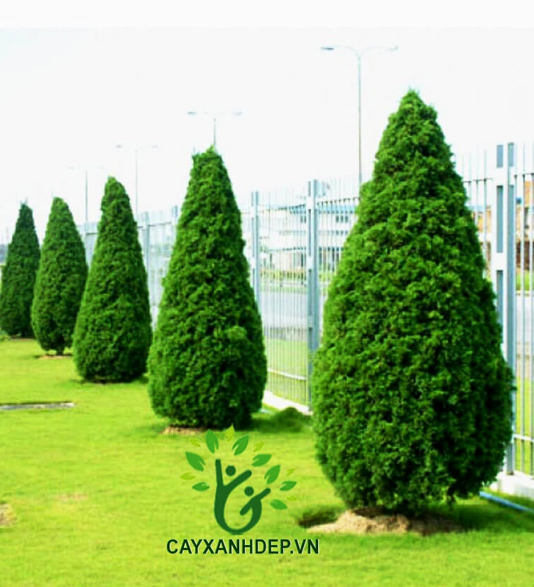 Cây Duyên Tùng còn gọi là Tùng Búp với dáng tháp gọn, xanh mướt và ngay ngắn