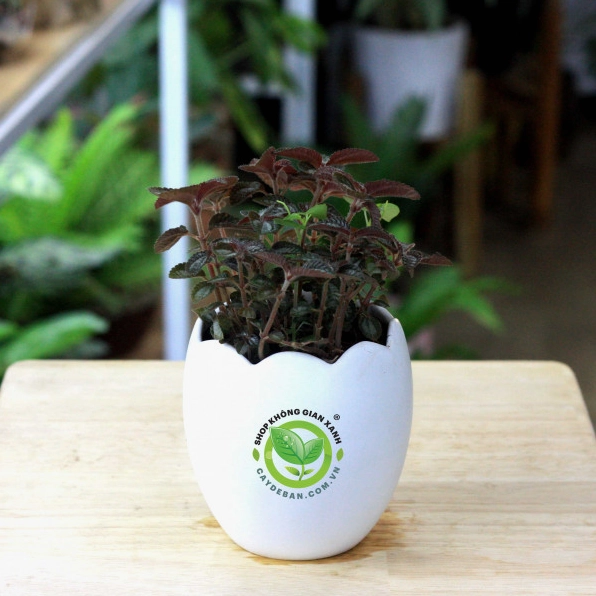 Cây Gấm Bạc Hà Pilea Spruceana với lá nhỏ có sắc xanh ánh bạc trong chậu để bàn