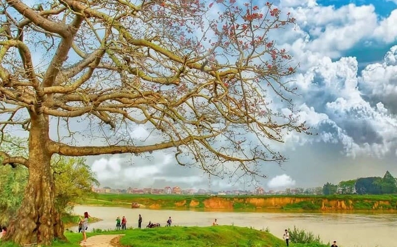 Cây gạo cạnh ngã ba sông nở hoa đỏ tạo khung cảnh nên thơ bên mặt nước