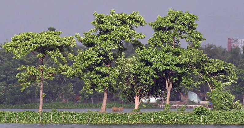 Cây Gáo Vàng trong tự nhiên với dáng cây xanh mát giữa không gian rừng