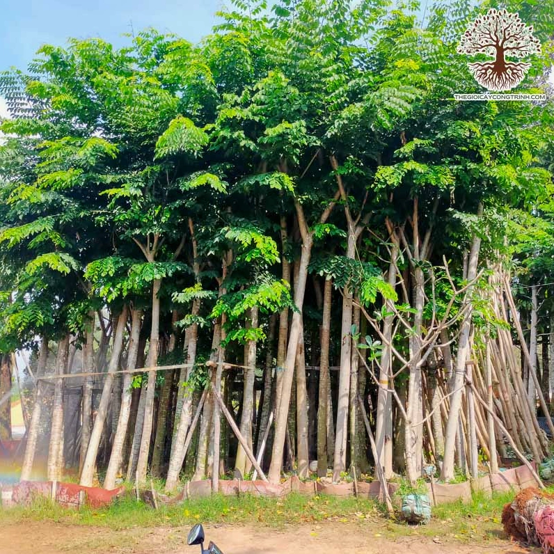 Cây giáng hương đuôi cong với thân dáng nổi bật và tán lá xanh khỏe trong công trình