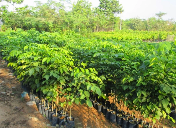 Cây Giáng hương giống với tán lá đẹp và dáng cây thanh nhã trong vườn ươm