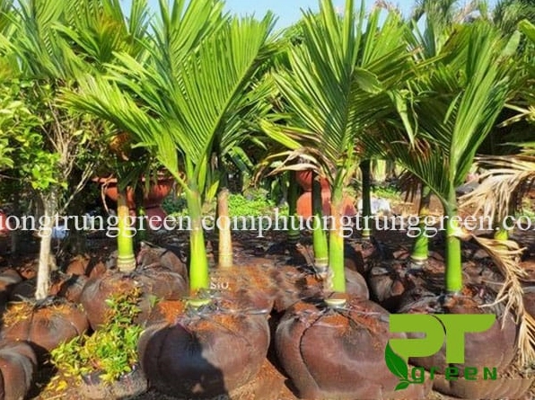 Cây giống Cây Cau Lùn khỏe mạnh với lá non xanh tươi, thích hợp lựa chọn cho người mới bắt đầu trồng