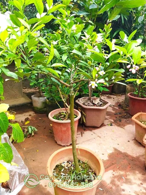Cây giống Chanh Tứ Quý đang được chăm sóc tốt với lá non xanh sáng