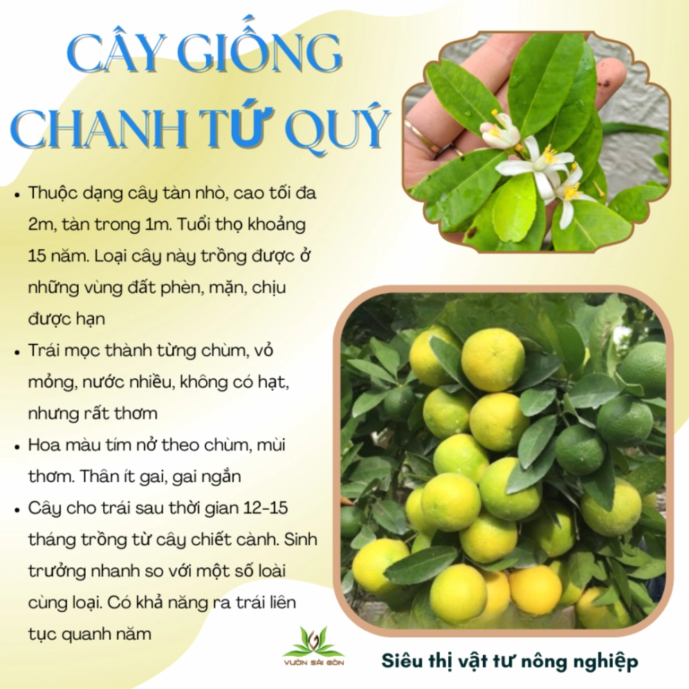 Cây giống Chanh Tứ Quý non trẻ với thân chắc và bộ lá đều màu xanh sáng