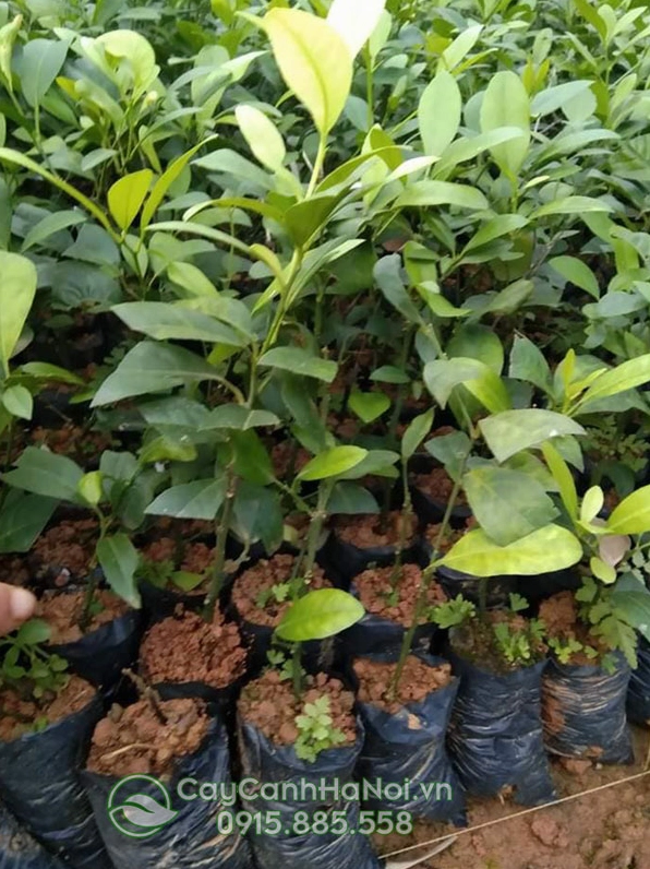 Cây giống Chanh Tứ Quý trong giai đoạn đầu với thân thẳng và lá khỏe