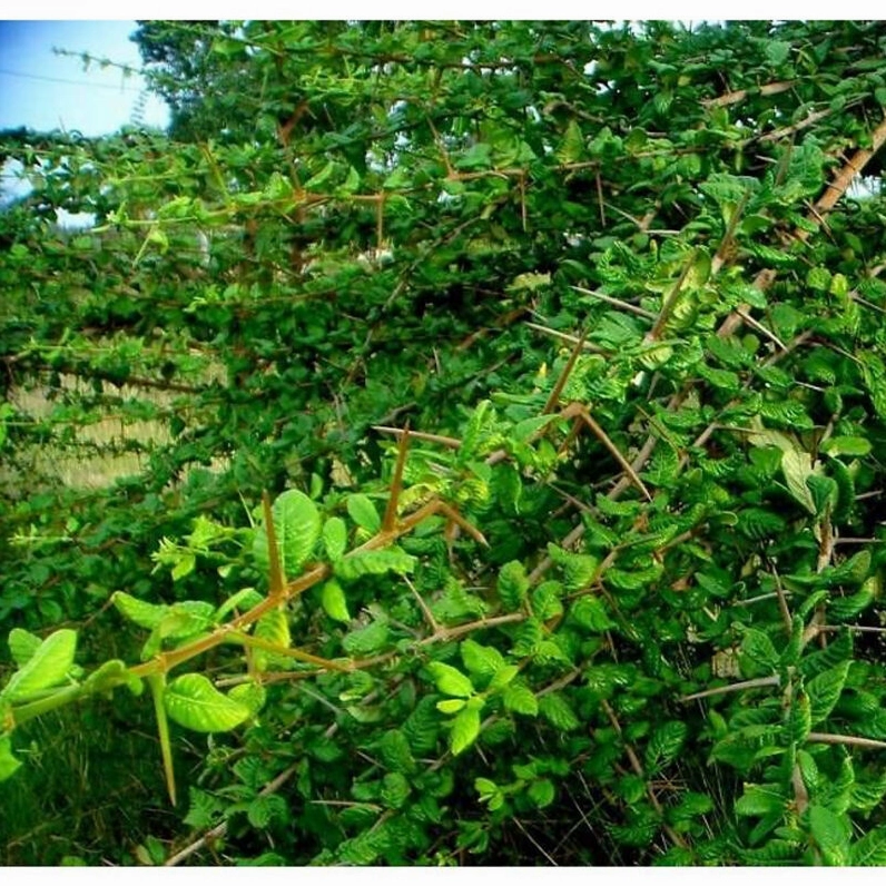 Cây giống găng làm thạch có dáng nhỏ gọn với lá xanh dày và khỏe