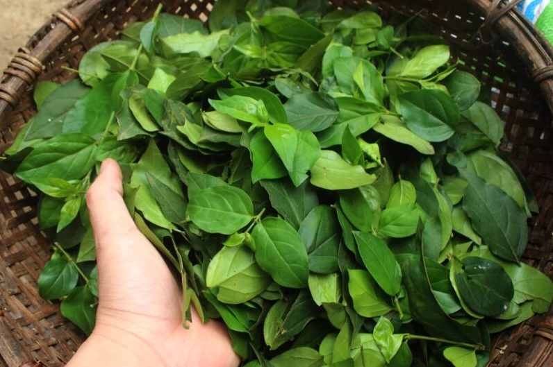 Cây giống găng làm thạch với tán lá xanh non đang vươn lên trong vườn ươm