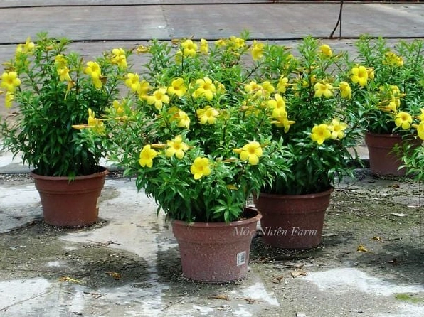 Cây giống huỳnh anh sau thời gian phát triển đã cho hoa vàng rực rỡ và tán lá khỏe mạnh