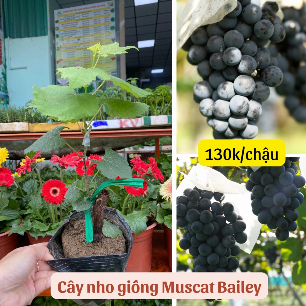 Cây giống nho Bailey với lá xanh tươi và dáng cây non khỏe khoắn trong bầu ươm