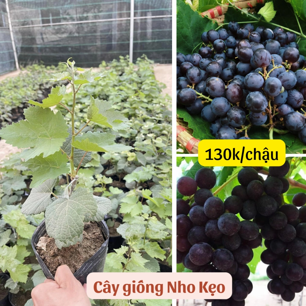Cây giống nho kẹo non có tán lá xanh mềm mại phù hợp trồng trong chậu sân thượng