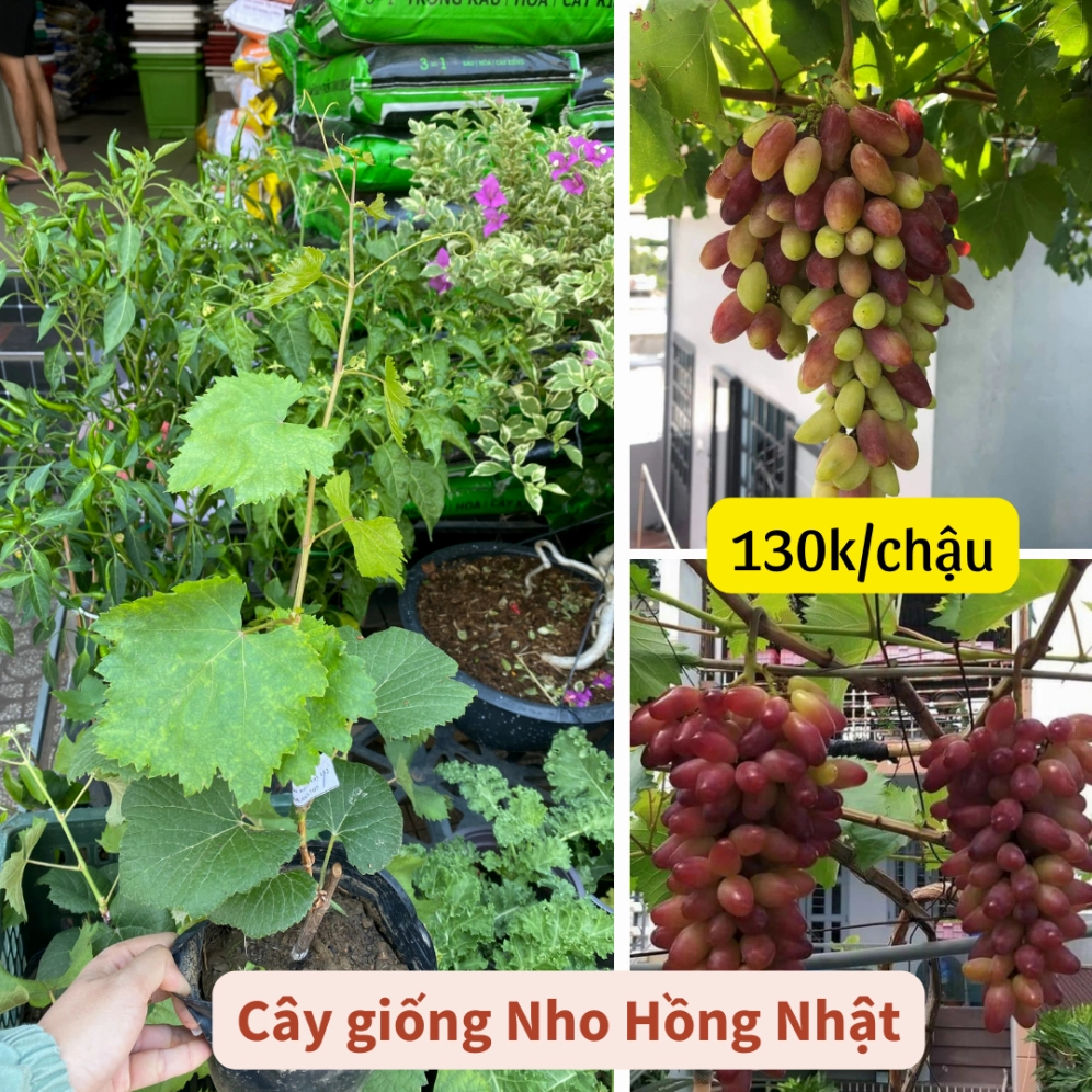 Cây giống nho móng tay hồng với thân non và tán lá xanh gợi liên tưởng đến chùm quả thon dài