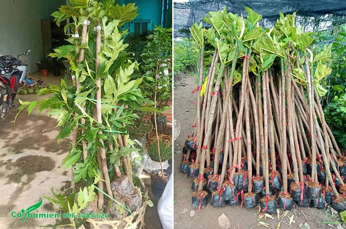 Cây giống Sake cao khoảng 1 m 2 đang chuẩn bị giao cho khách