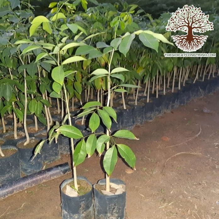 Cây gõ đỏ giống với thân non thẳng và tán lá xanh tươi trong vườn ươm
