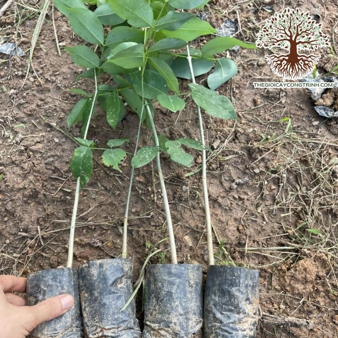Cây gõ đỏ giống xanh mướt được chăm trong khu vườn ươm cây lâm nghiệp