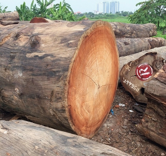 Cây gỗ lim to có thân lớn và màu vỏ trầm chắc giữa khung cảnh tự nhiên