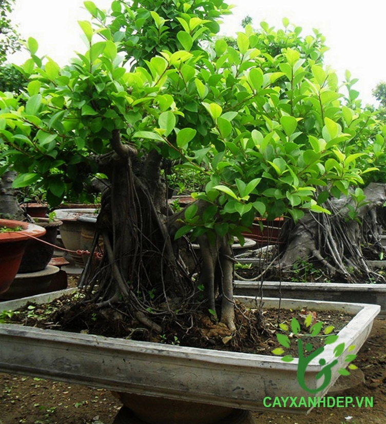 Cây Gừa Bonsai với dáng uốn nghệ thuật thân già rễ nổi và tán lá xanh gọn gàng trong chậu cảnh