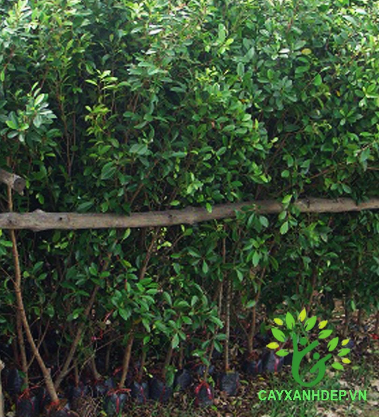 Cây Gừa giống non xanh khỏe được ươm trồng cẩn thận với tiềm năng phát triển thành cây cảnh đẹp