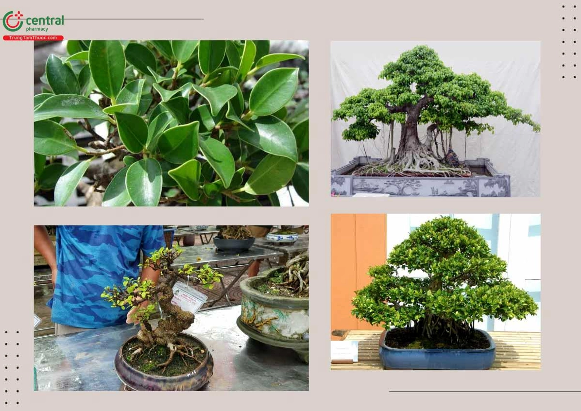 Cây Gừa hay cây Si được trồng làm cảnh và tạo bóng mát với tán lá rộng, dáng cây vững vàng trong không gian sân vườn