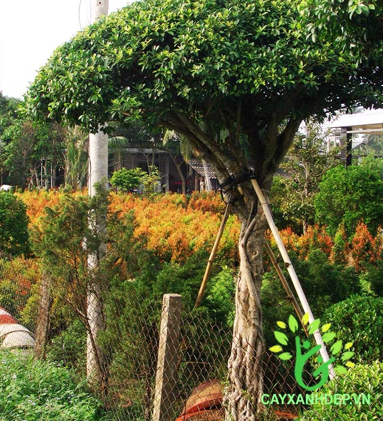 Cây Gừa kiểng có dáng đẹp với tán lá được chăm tỉa hài hòa thích hợp trang trí sân vườn