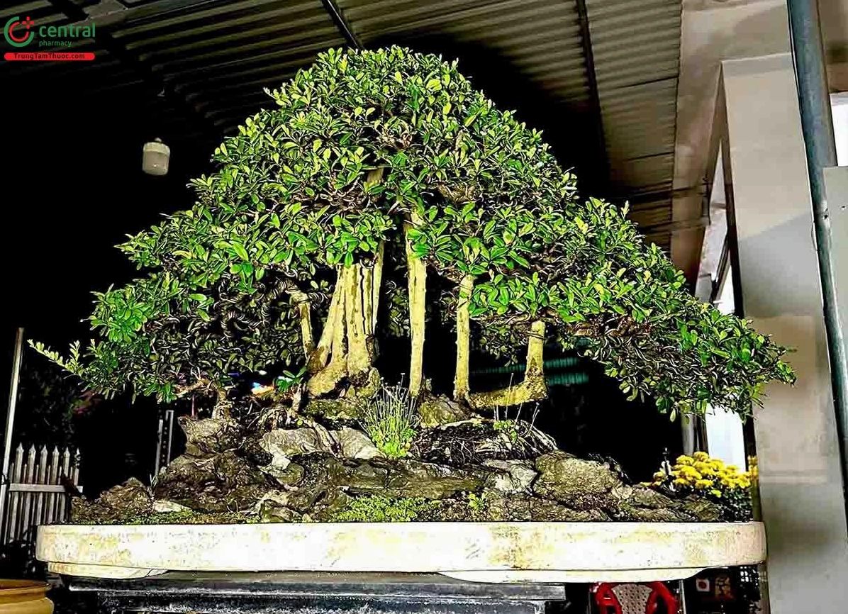 Cây Hải châu bonsai dáng đẹp với tán lá gọn và thế cây thanh thoát trong chậu cảnh