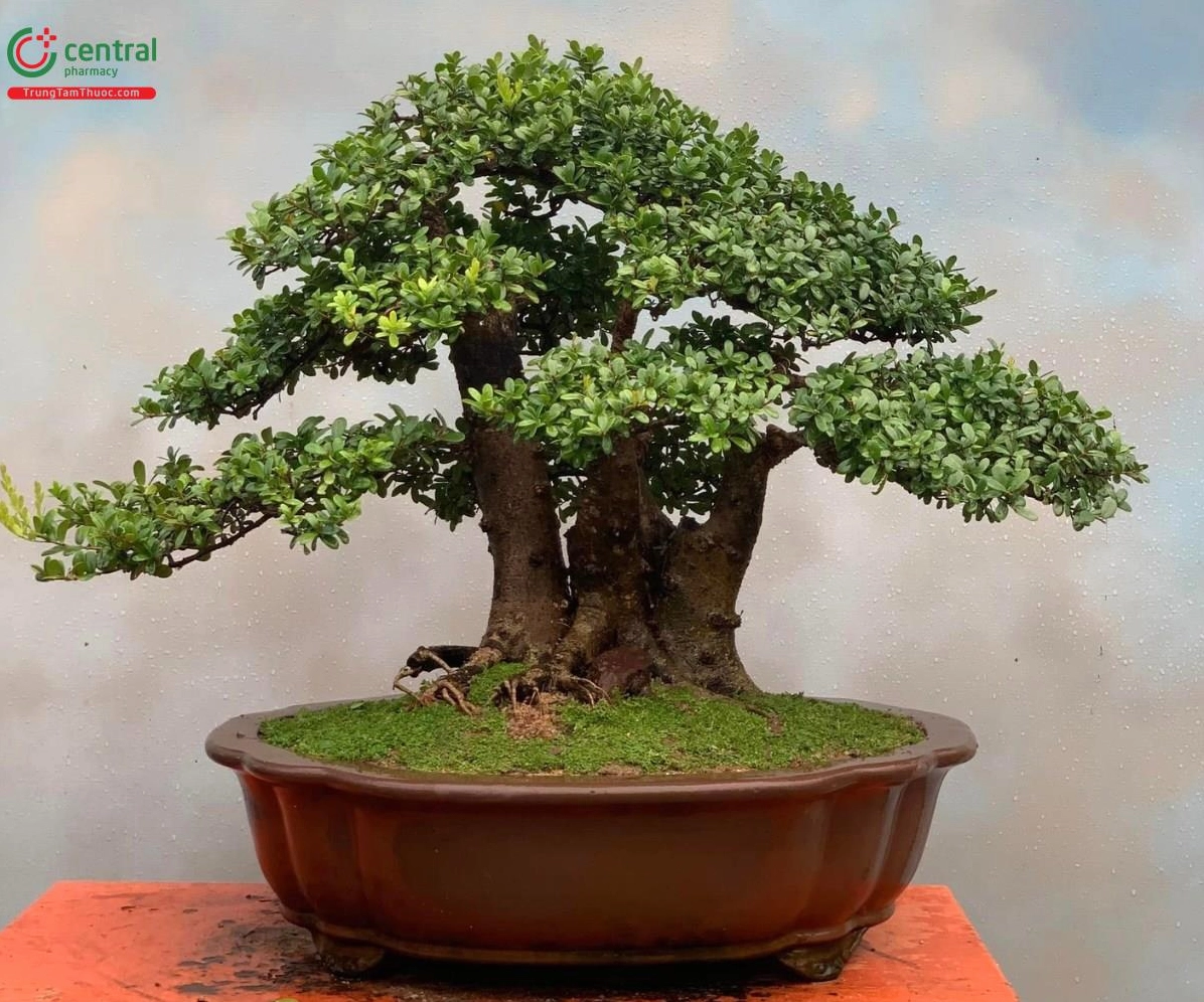 Cây Hải châu bonsai với thân gốc già và tán lá được tạo hình công phu đầy nghệ thuật