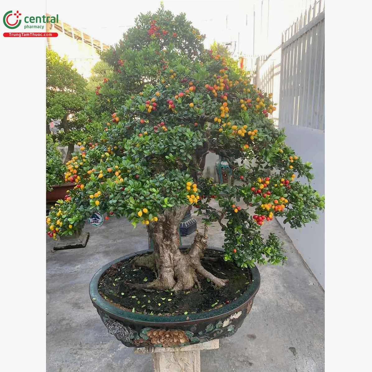 Cây Hải châu được chụp trong góc nhìn tôn lên thân cây và độ dày của tán lá