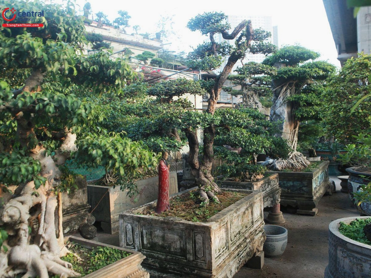 Cây Hải châu giá trị cao với thân thế cổ kính, tán cây công phu và tổng thể bề thế nổi bật