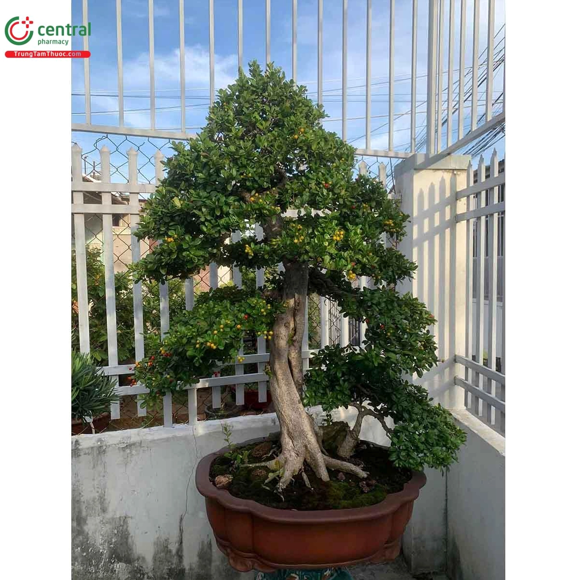 Cây Hải châu mang vẻ đẹp khỏe khoắn với màu lá xanh đậm và cành nhánh rõ nét