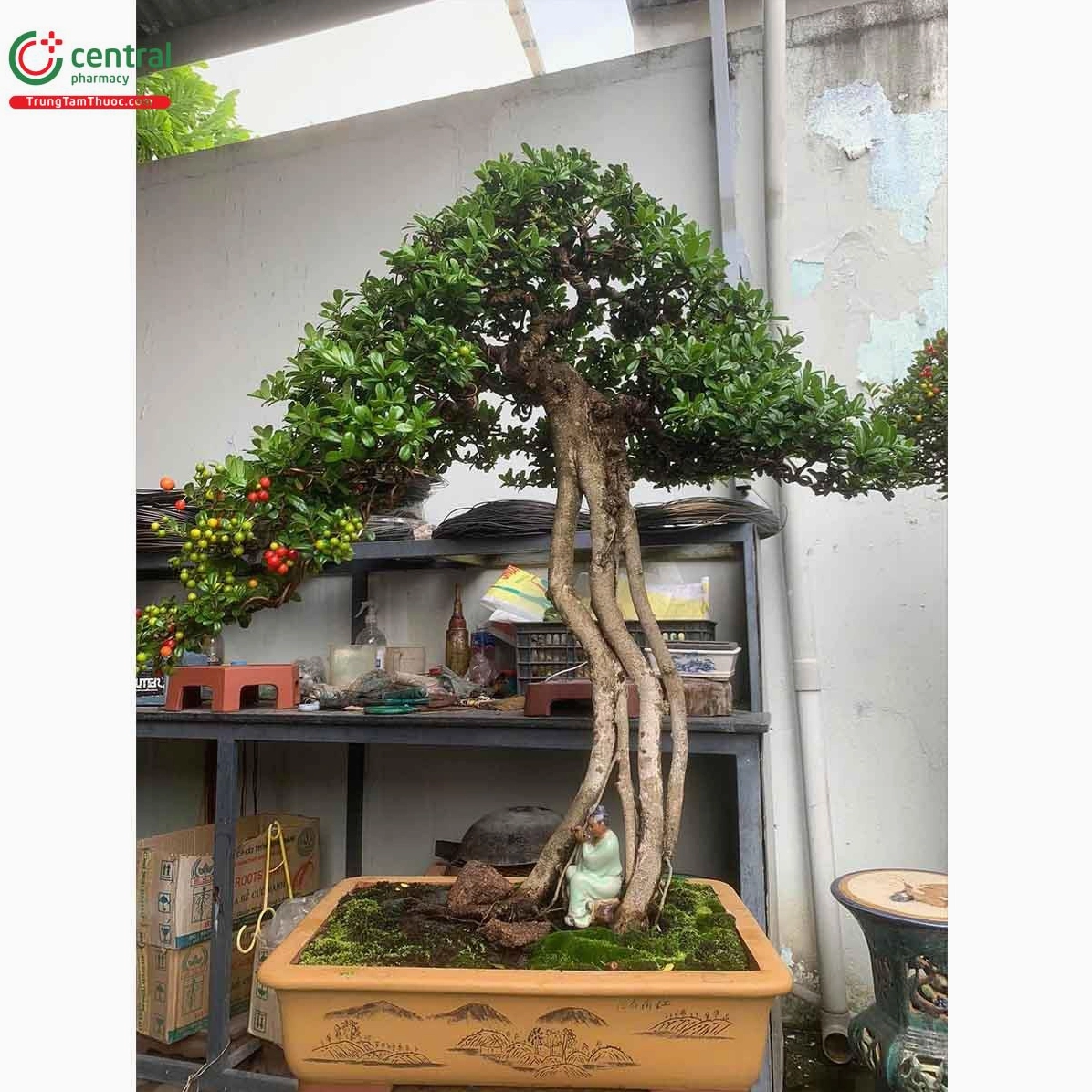Cây Hải châu nổi bật bởi bộ lá dày và dáng cây gọn gàng trong không gian trưng bày