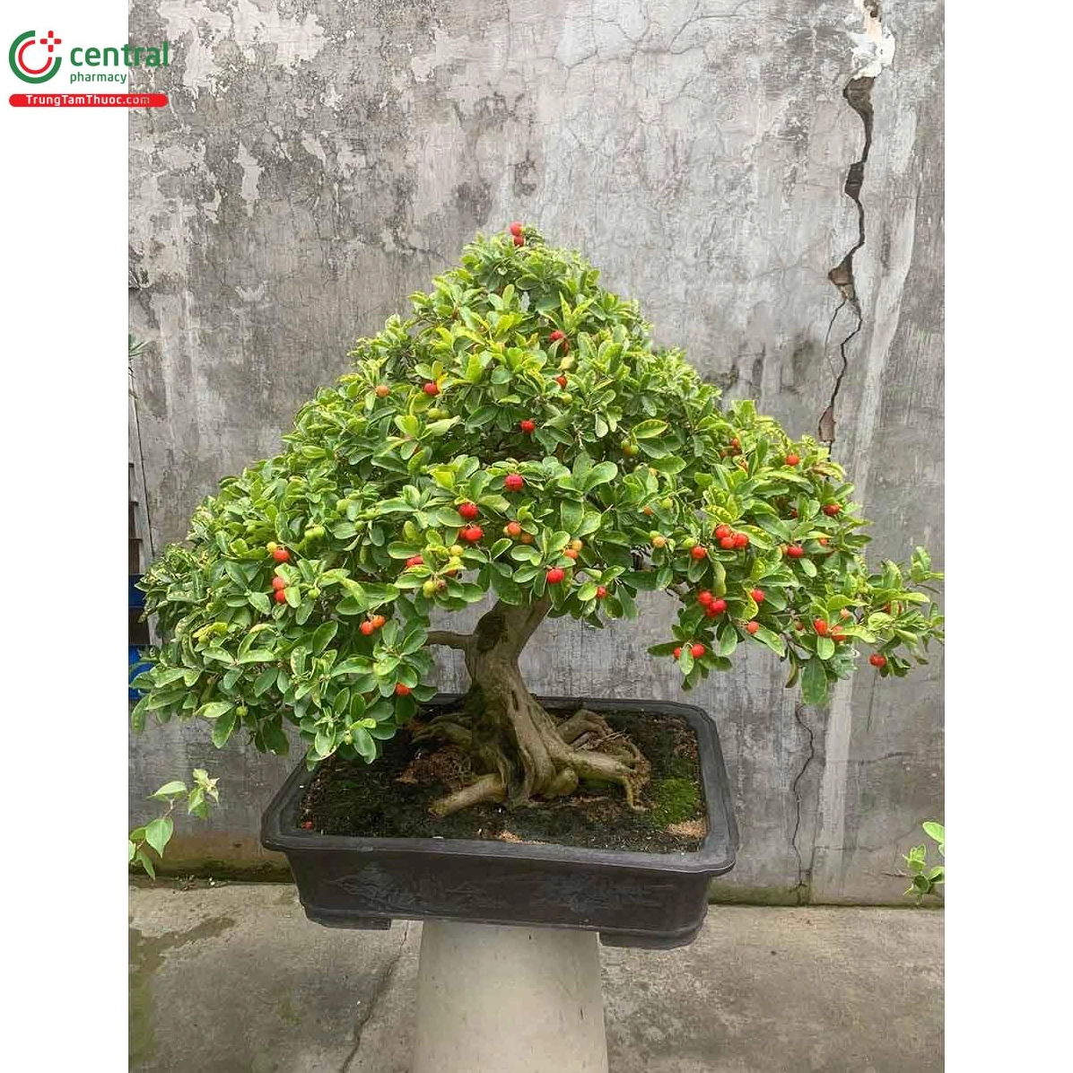 Cây Hải châu nổi bật với thân cành khỏe và tán lá xanh đều trong ánh sáng dịu