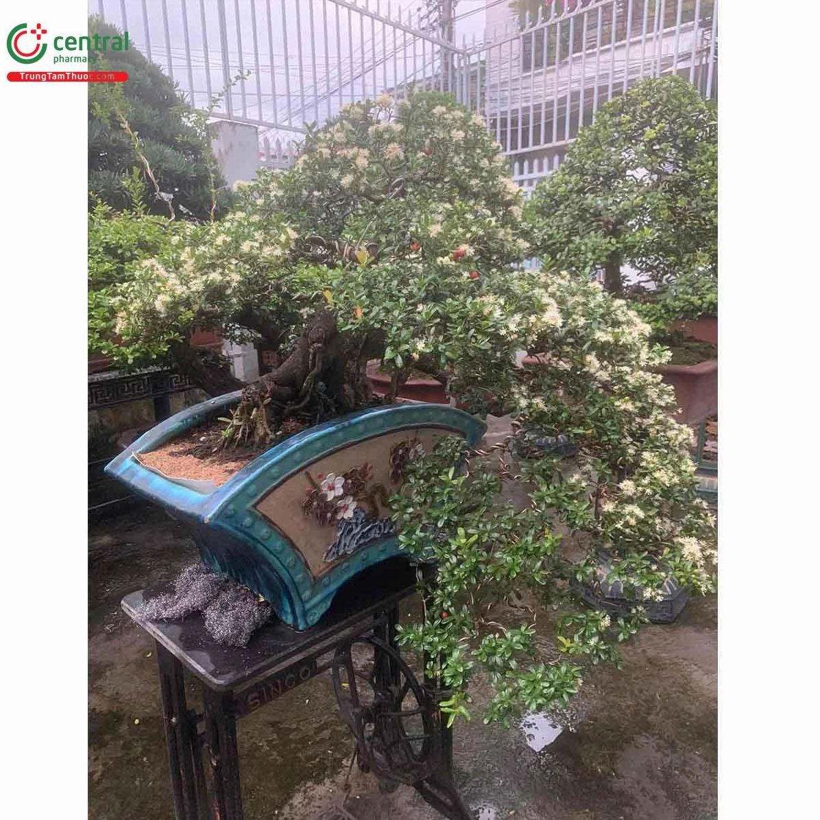 Cây Hải châu trong chậu cảnh với tổng thể thanh nhã và giàu sức sống