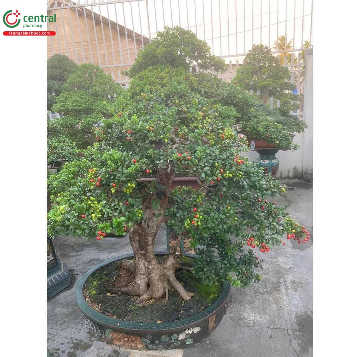 Cây Hải châu với dáng cây gọn, lá nhỏ và cảm giác phù hợp làm cảnh sân vườn