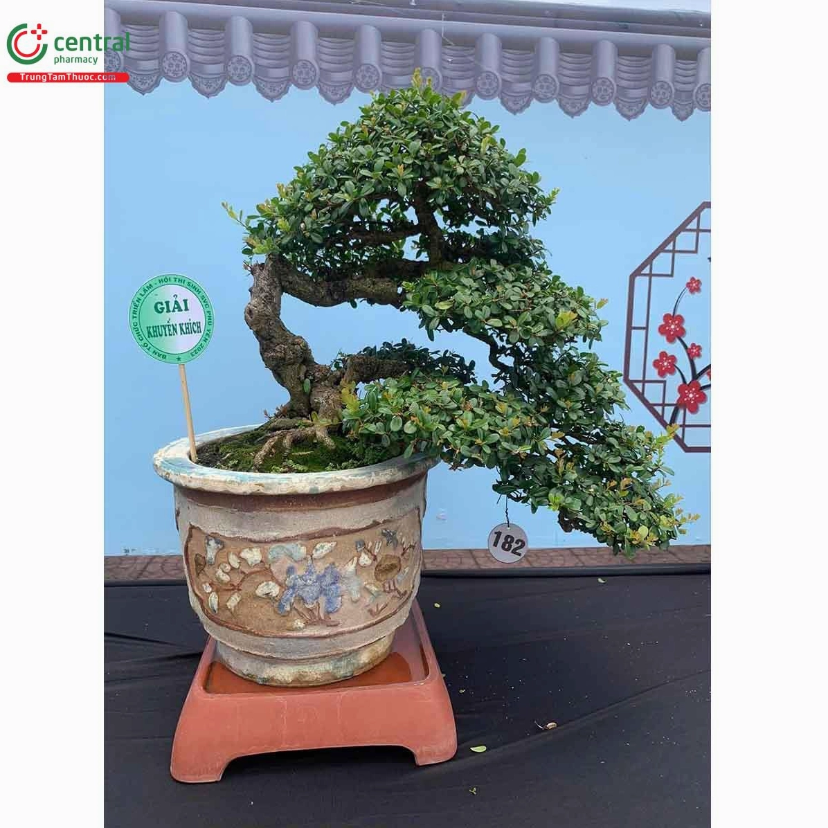 Cây Hải châu với đường thân tự nhiên và tán lá phân tầng mềm mại