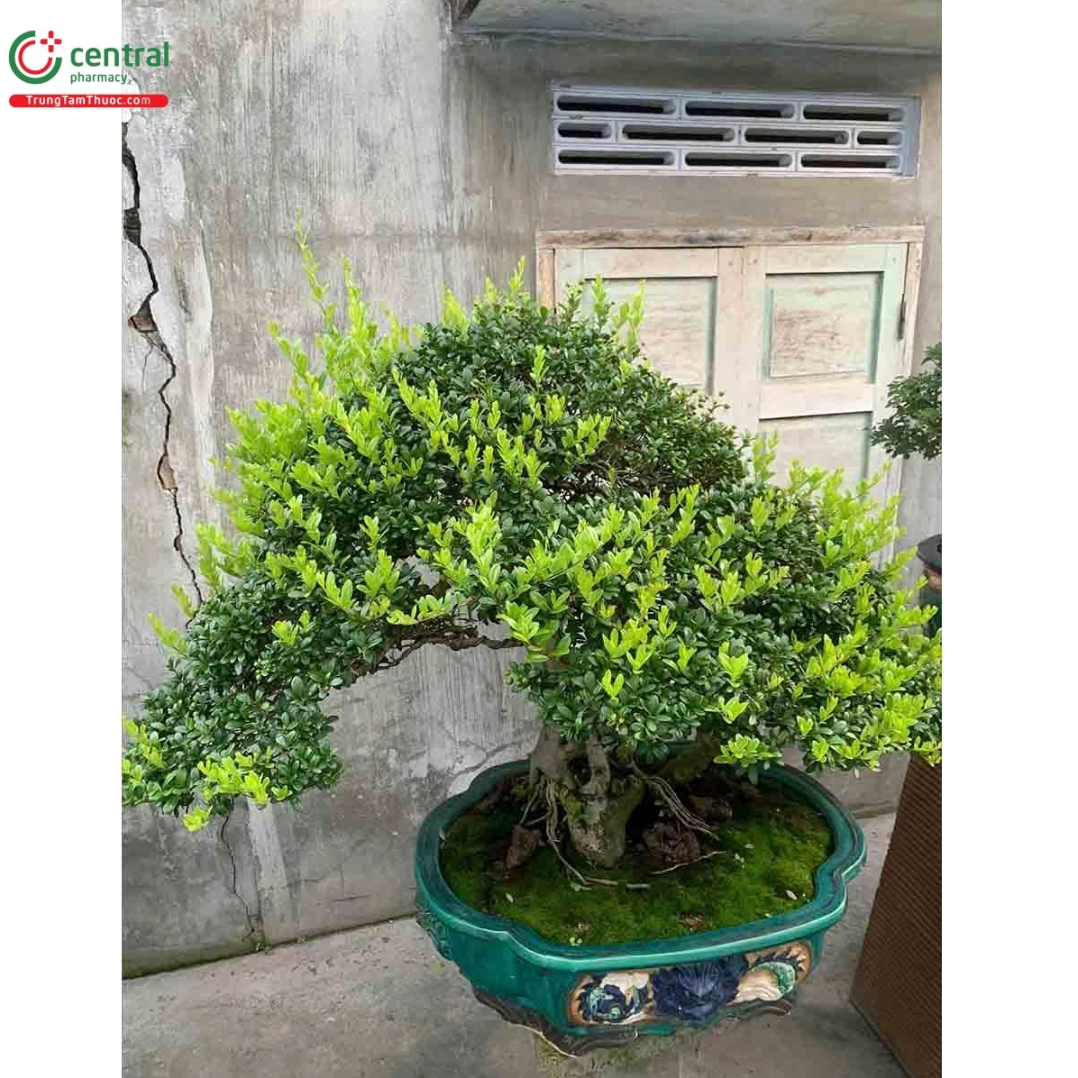 Cây Hải châu với tán lá xanh tươi và thân cây khỏe trong khung hình cận cảnh