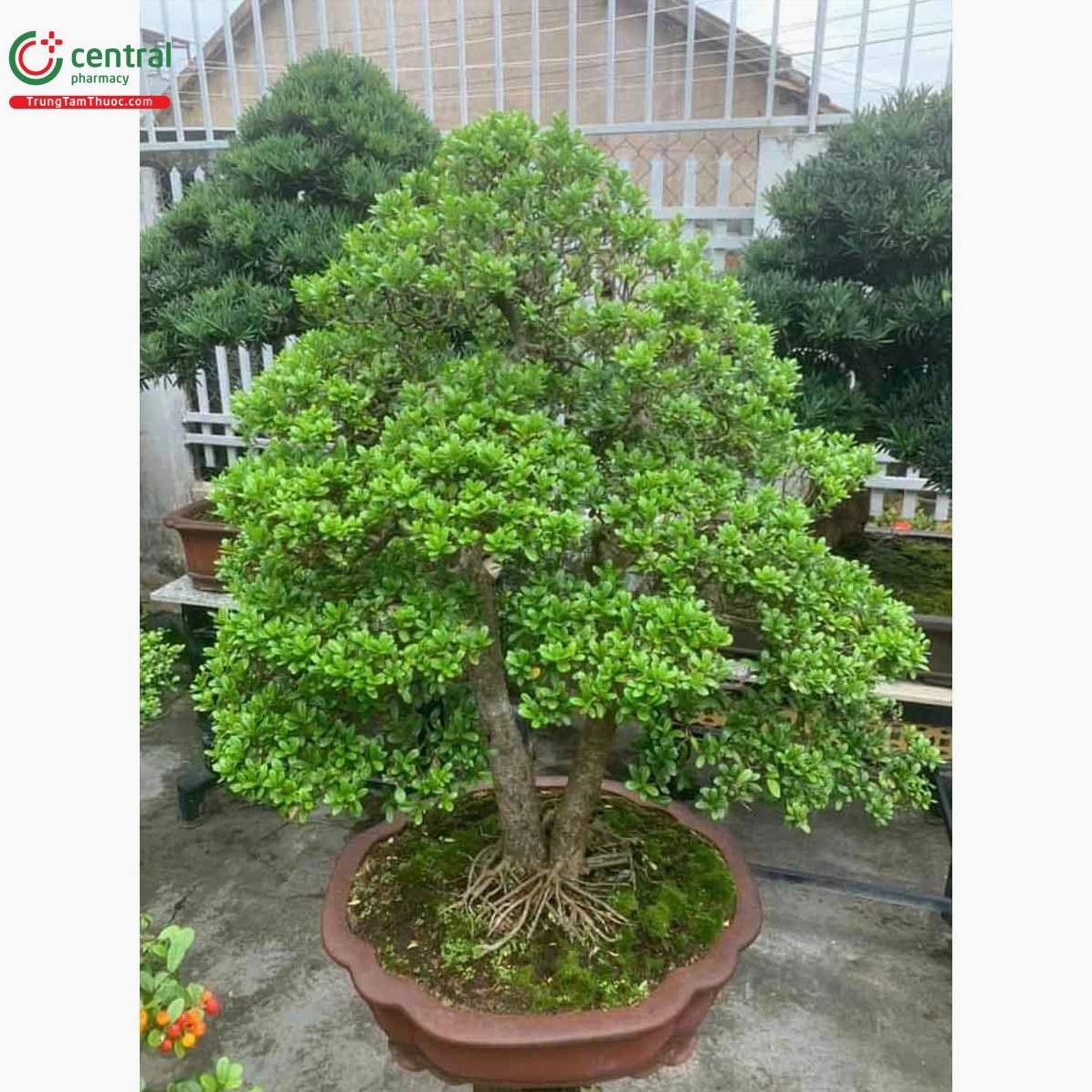Cây Hải châu xanh mướt với hình khối tán cây cân xứng và hài hòa