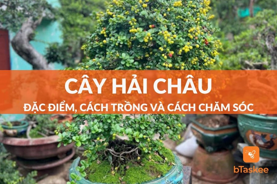 Cây hải châu xanh mướt với tán lá dày, dáng cây khỏe khoắn nổi bật trong khung hình ngoài trời
