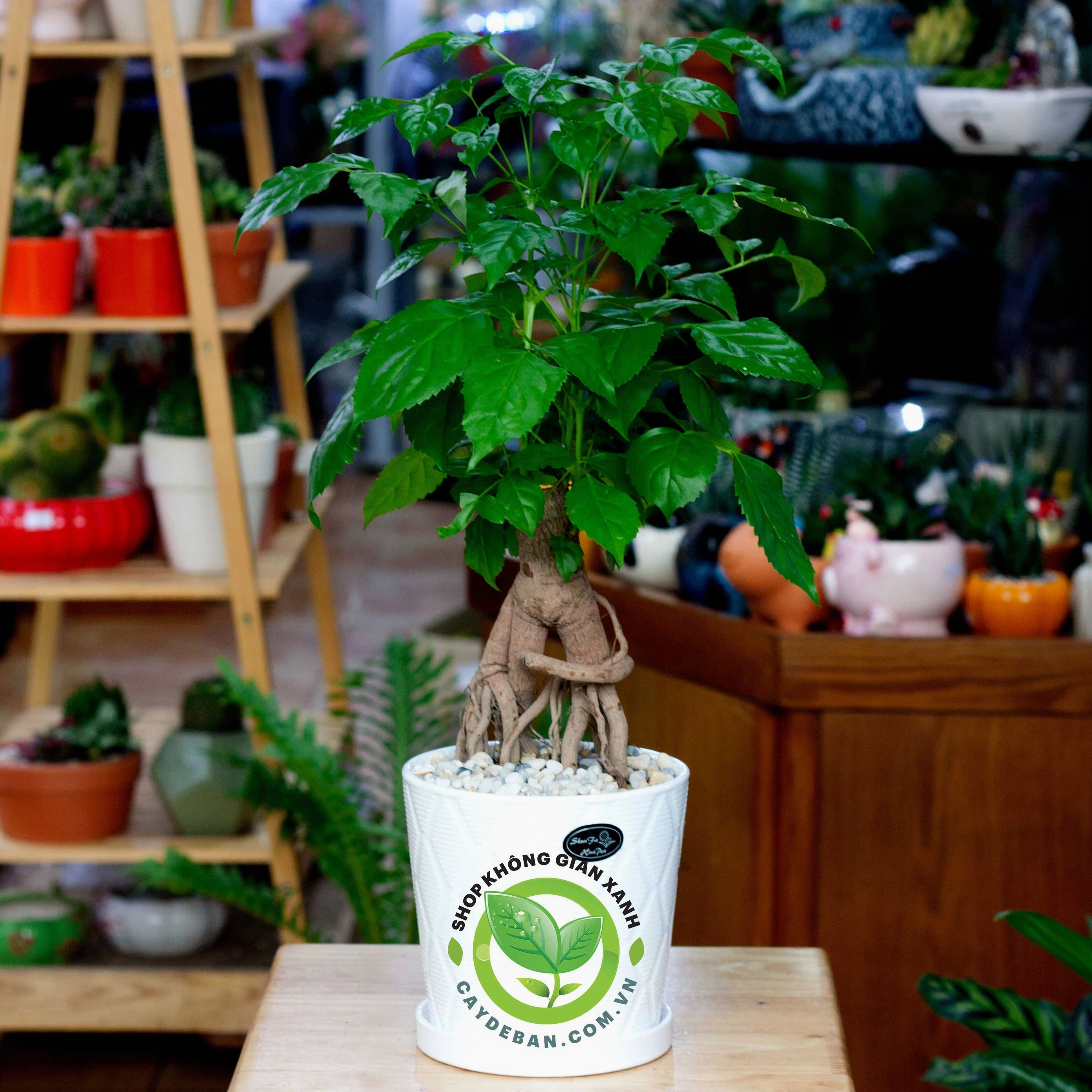 Cây hạnh phúc bonsai có dáng thân gọn và cụm lá xanh đậm thích hợp đặt trên bàn