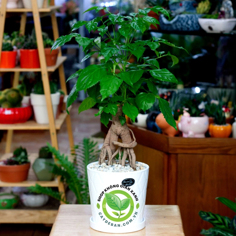 Cây hạnh phúc bonsai trong chậu để bàn với thân uốn nhẹ và tán lá xanh nổi bật
