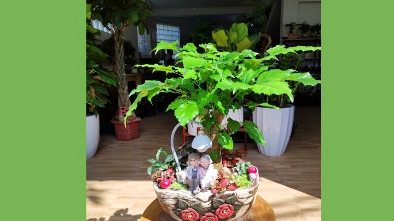 Cây hạnh phúc để bàn xanh tươi trong chậu nhỏ tạo điểm nhấn mát mắt