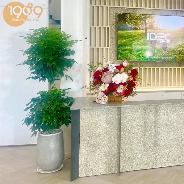 Cây Hạnh Phúc đẹp với tán lá xanh rậm rạp trong chậu trồng gọn gàng