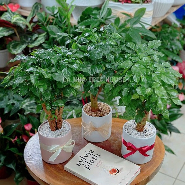 Cây hạnh phúc mini để bàn với cụm lá non xanh tươi vươn lên tự nhiên trong chậu nhỏ